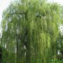Salix sepulcralis 'Chrysocoma'